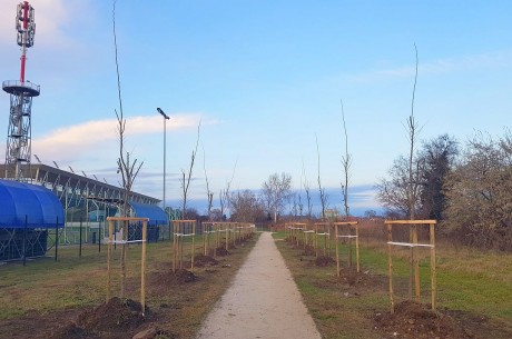 Ötven mezei szilt ültetett a Városgondnokság a Sóstón